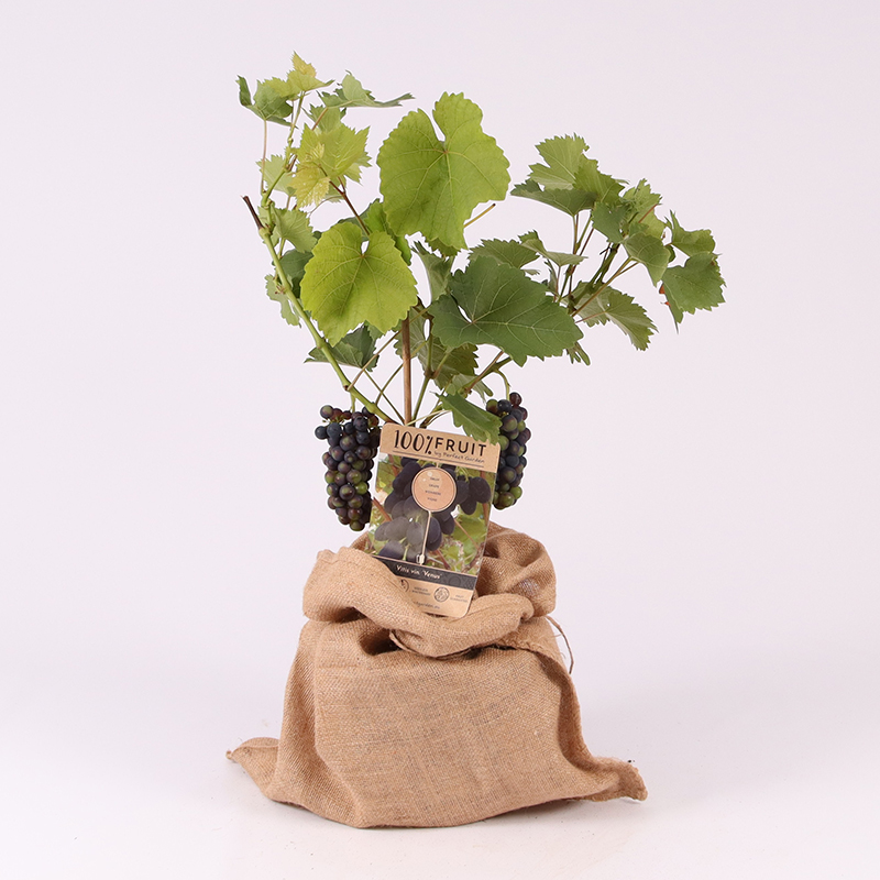 Pied de vigne - image 4